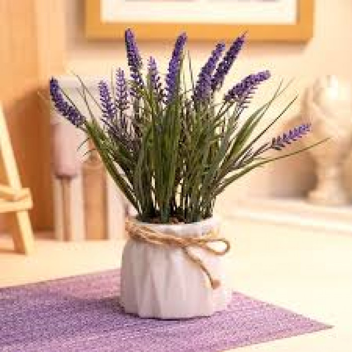 Лаванда в Рудном