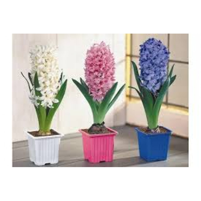 Гиацинты в Рудном