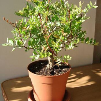 Дерево писташ