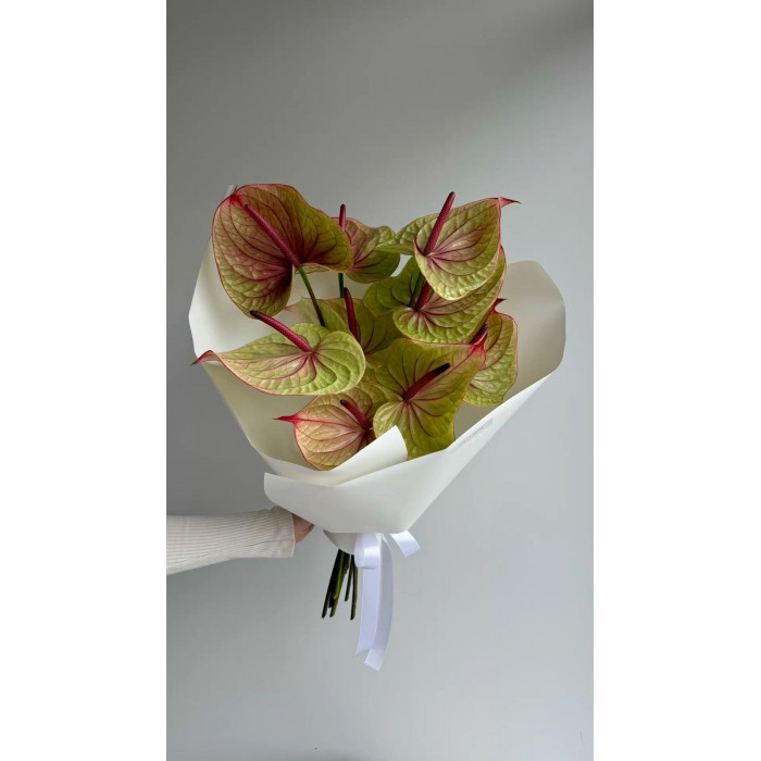 Антуриумы в Рудном