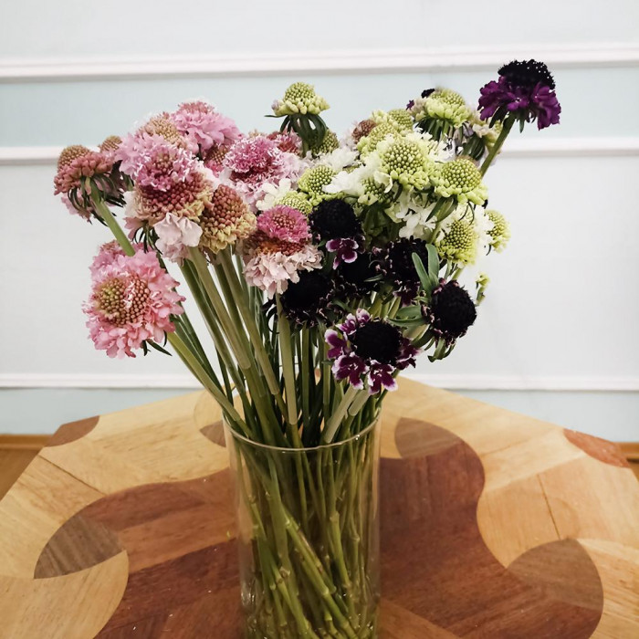 Скобиоза в Рудном