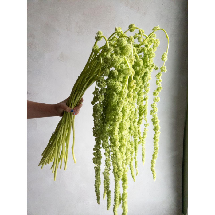 Амарантус в Рудном