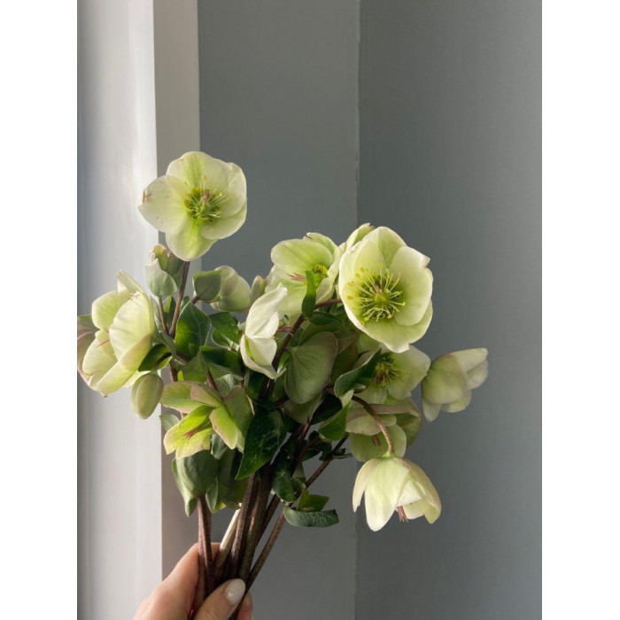 Хелеборус в Рудном