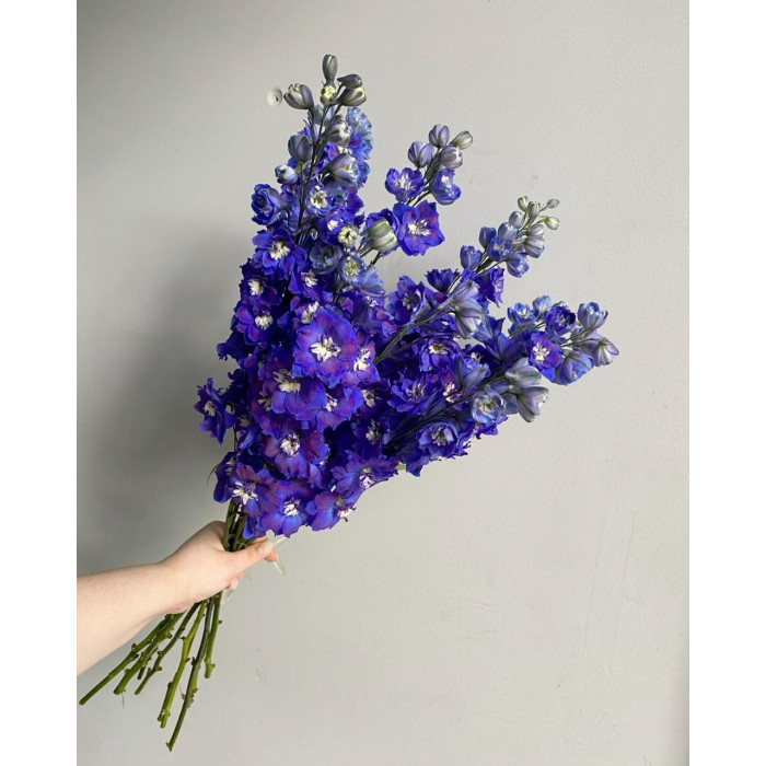 Делфиниум в Рудном