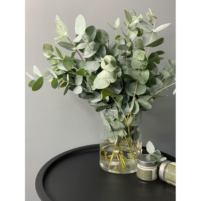 Эвкалипт в Рудном