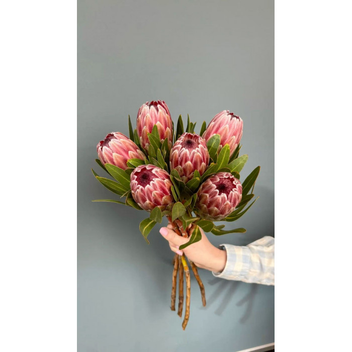 Протея в Рудном