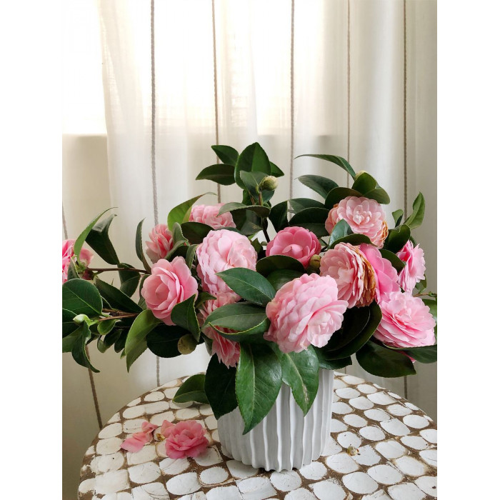 Камелия в Рудном