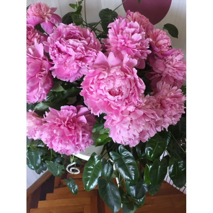 Пион древовидный в Рудном