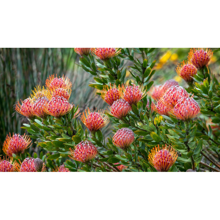 Леукоспермум в Рудном