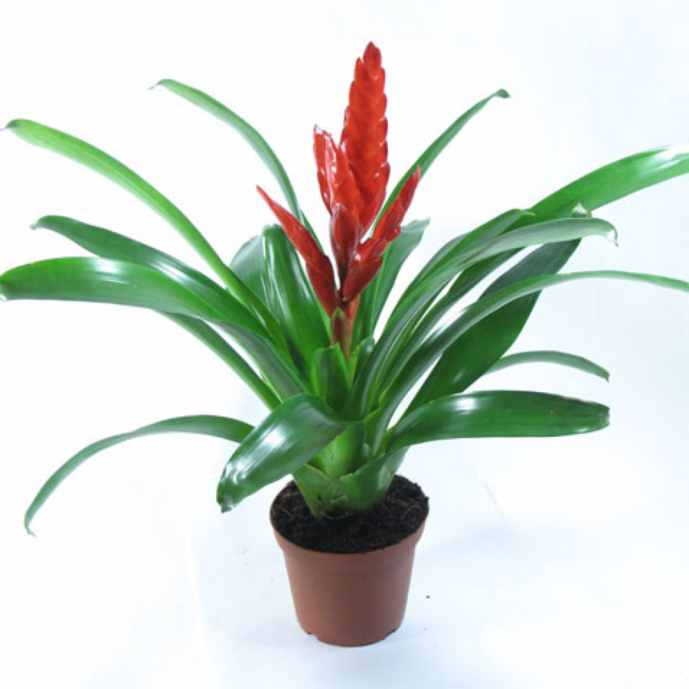 Цветок с узкими листьями и красным цветком. Вриезия блестящая. Амариллис валотта. Гузмания амаретто. Цветок с узкими листьями и красным цветком.