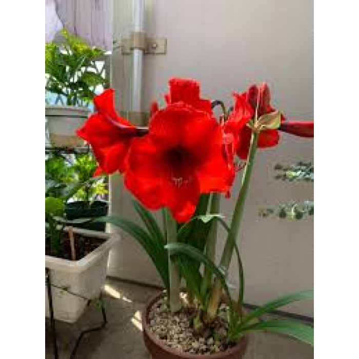 Амариллис в Рудном