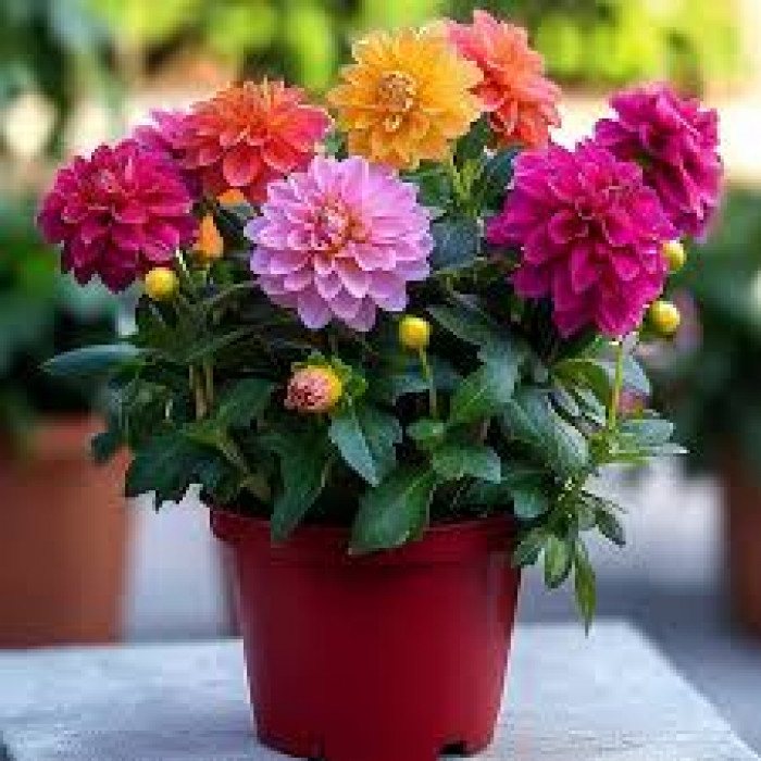 Георгины в Рудном