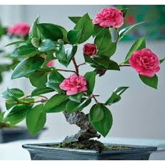 Камелия в Рудном