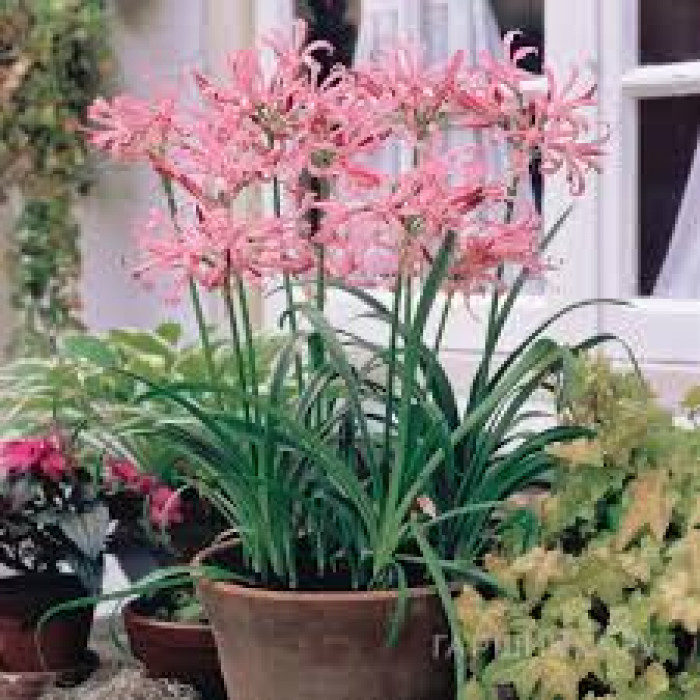 Нерине в Рудном