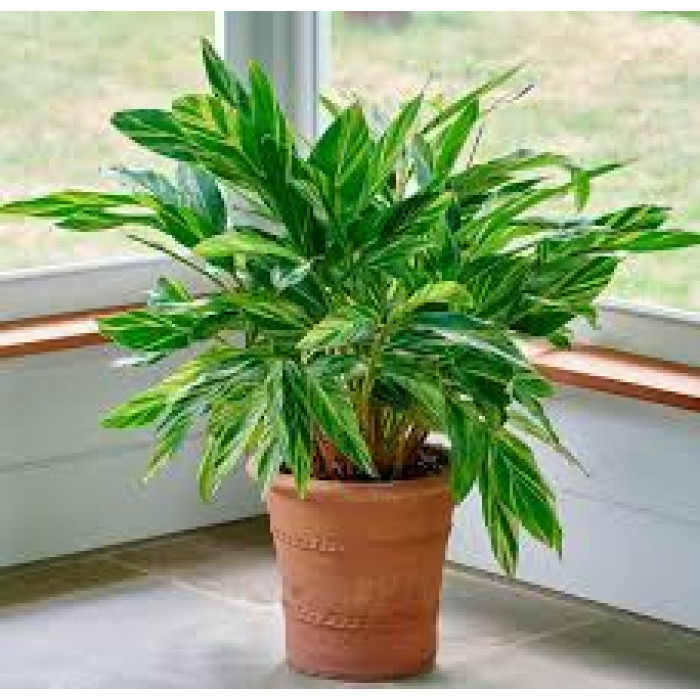 Альпиния в Рудном