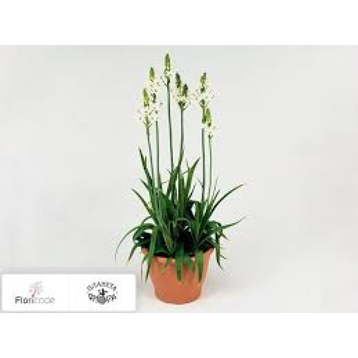 Орнитогалум в Рудном