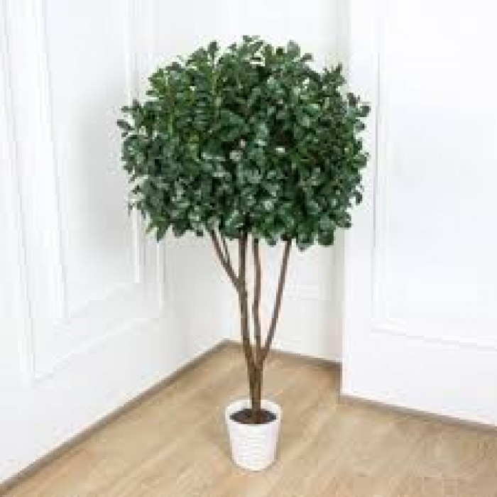 Рускус в Рудном